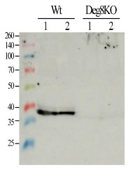Deg8 | protease Do-like 8 (chloroplastic) in the group Antibodies Plant/Algal / Photosynthesis / Proteases at Agrisera AB (Antibodies for research) (AS14 2767)